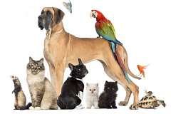 Тест: Какое домашнее животное тебе подходит?
