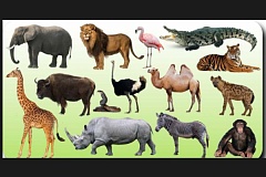 Тест: какие бывают животные